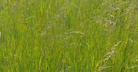 Green grass close-up. Wind blowing. Stock Footage 76443651