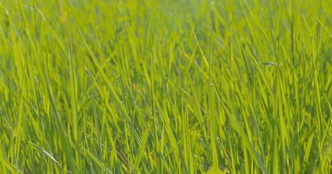 Green grass close-up. Wind blowing. Stock Footage 76443890