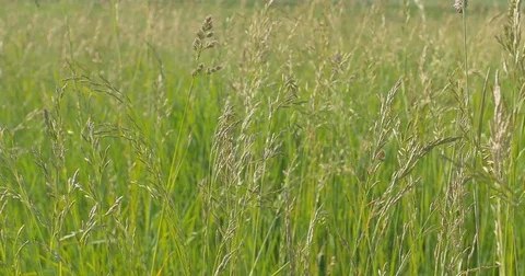 Green grass close-up. Wind blowing. Horizontal panning. 스톡 동영상 76444380