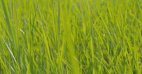 Green grass close-up. Wind blowing. Horizontal panning. Video stock 76549538