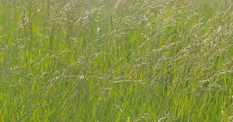 Green grass close-up. Wind blowing. Видео 76549781