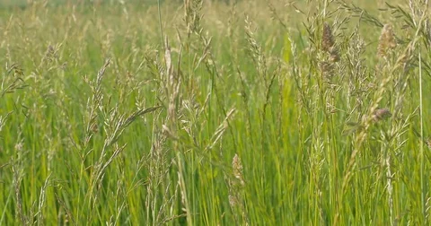 Green grass close-up. Wind blowing. Stock Footage 76652762