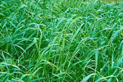 Green grass closeup for background Stock Photos