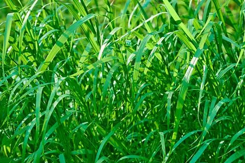 Green grass closeup for background Stock Photos