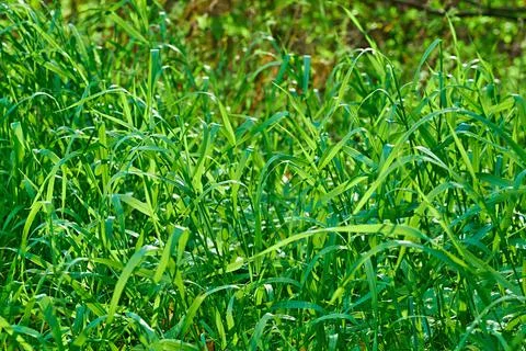 Green grass closeup for background Foto stock