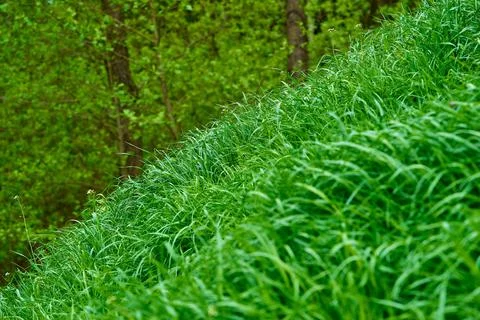 Green grass closeup for background Stock Photos