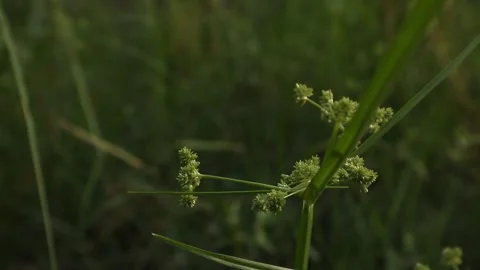 Green grass closeup. green grass background Stock Footage 247201519