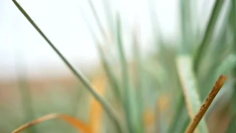 Green grass closeup, handheld, focus, sunset Stock Footage 162133917
