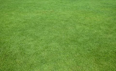 Green grass closeup Foto stock