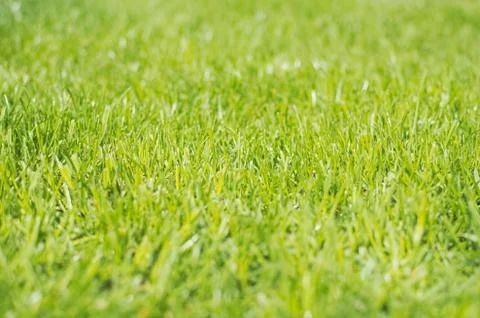 Green Grass Closeup Stock Photos