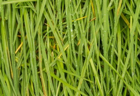 Green grass closeup Stock Photos