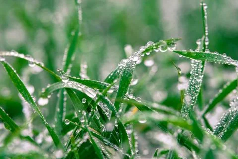 Green grass closeup Stock Photos