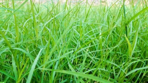 Green grass closeup view background in a park or lawn Stock Photos