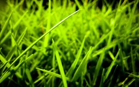 Green grass closeup view background 写真素材