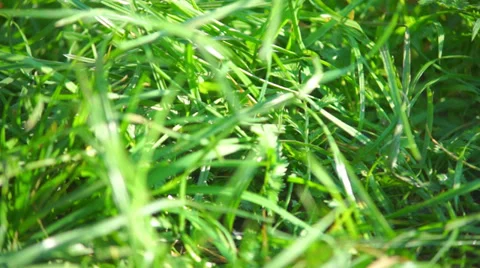 Green grass closeup view Stock Footage 32495592