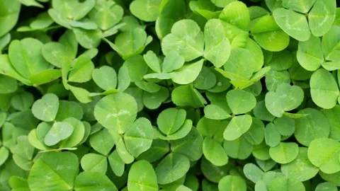 Green grass clover close-up as a background to st patrick's day, slow motion. Video stock 162475599