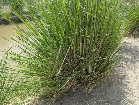 Green Grass Clump by the River Stock Photos