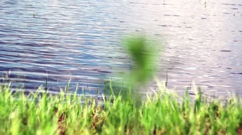 Green grass on coast Stock Footage 11496729