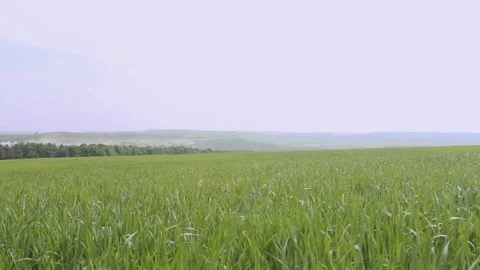 The green grass is colossal in the wind during the daytime Video stock 89923269