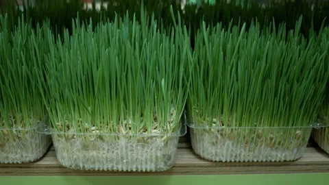 Green Grass in a container. Grass-sprouted oat sprouts special vitamins for pets 스톡 동영상 268602100