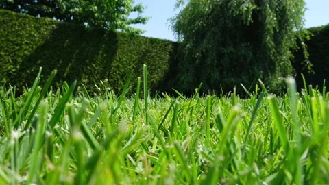 Green grass with copy space. Stock Footage 200820239