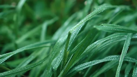 The green grass is covered with beautiful textured water droplets after the rain Stock Footage 152508189