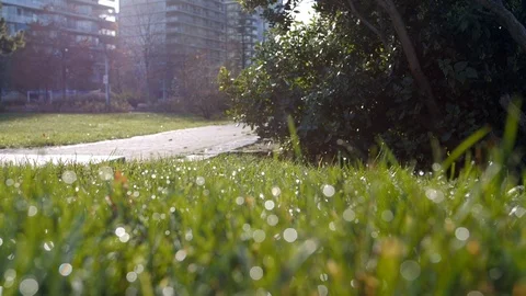 Green grass covered by dew drops Stock Footage 120379171