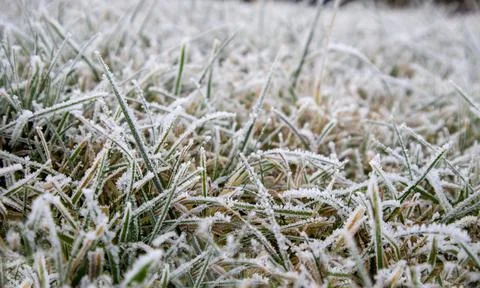 The green grass is covered with frost from the first frost. spring frost Stock Photos