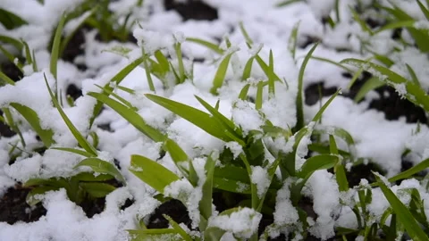 Green grass covered with a layer of snow in spring close-up. Stock Footage 130200993