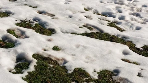 Green grass covered with snow crystals at sunny day. Frosty grass at the foot of Stock Footage 314211669
