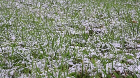 Green grass covered with snow Stock Footage 68901733