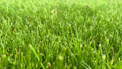 Green grass covered with water drops background. Close-up. Stock Footage 244644479