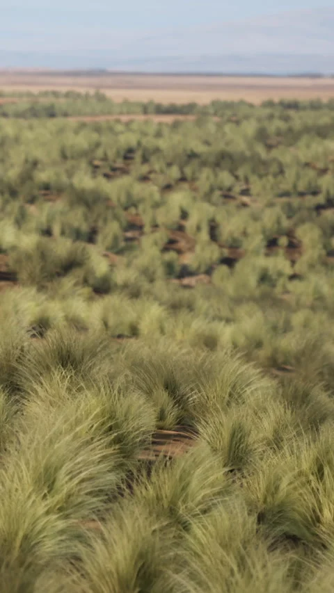 Green grass covers the landscape during the day in an open area Stock Footage 341255466
