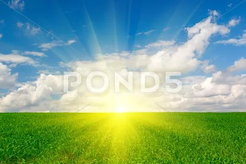 Green grass crops against the blue sky Stock Illustration