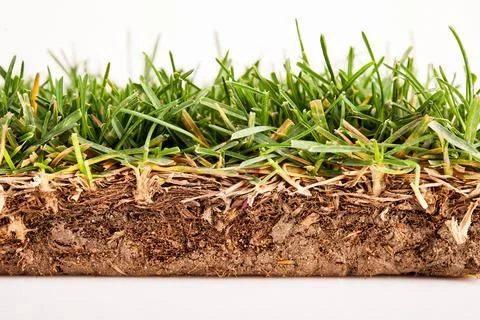 Green grass in cross section Stock Photos