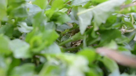 Green grass by CU Stockbeeldmateriaal 36695962