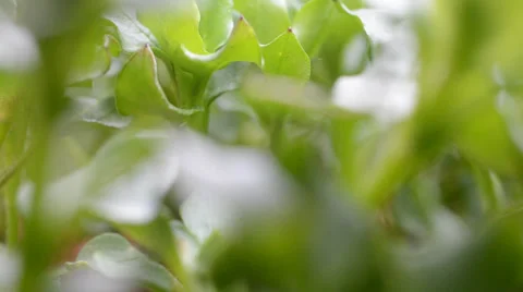 Green grass by CU Stock Footage 36696933