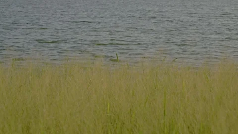 Green Grass Dancing with the Breeze 스톡 동영상 314705475