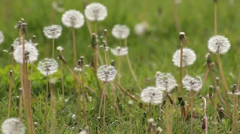 The green grass of the dandelion Stock Footage 40052677