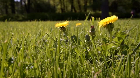 Green grass with dandelion Video stock 63175892