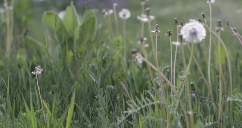Green grass dandelion Stock Footage 108427004