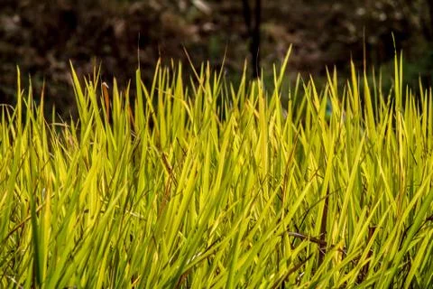 Green grass with dark shadow background Foto stock