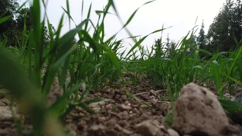 Green Grass Day Light Stock Footage 83846421