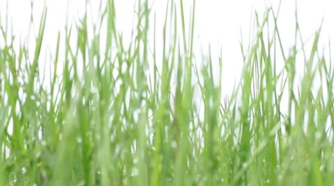 Green grass in defocus Stock Footage 24377404
