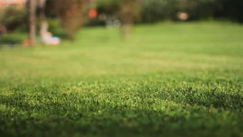 Green grass with a defocus Stock Footage 89298457
