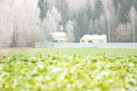 Green grass is defocused, background, texture. Shining on the sun. unfinished Stock Photos