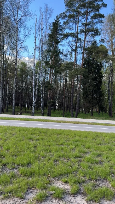 Green grass on a deserted road next to a pine-birch forest Stock Footage 334628580