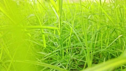 Green grass detail 스톡 동영상 150285546