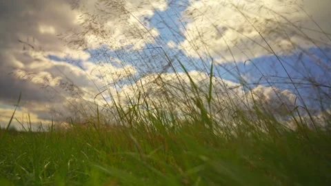 Green grass develops in the wind against the sky Stock Footage 285717558