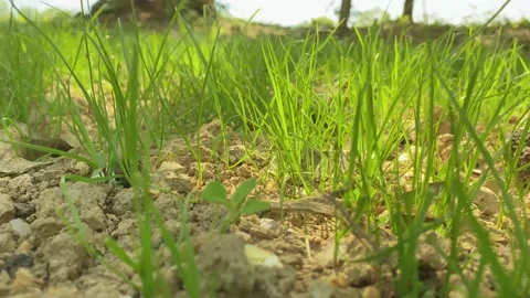 Green grass develops in the wind in the field.close up 動画素材 154640494